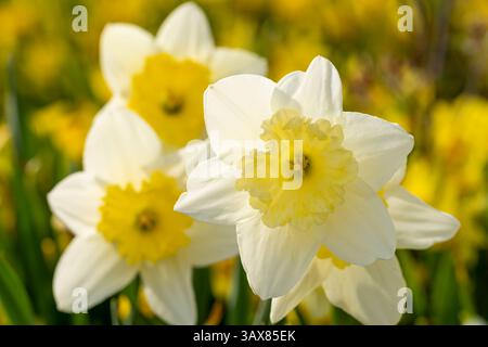 I narcisi delle «Ice Follies» di Narcissus fioriscono al New England Botanical Garden, petali bianchi e una tazza dal colore giallo pallido sotto la calda luce della primavera. Foto Stock