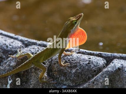 Lucertola Carolina Anole in fase marrone che mostra rugiada rosso brillante Foto Stock