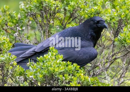 Common Raven appollaiato su un arbusto e guardando la macchina fotografica. Mori Point, pacifica, San Mateo County, California. Foto Stock