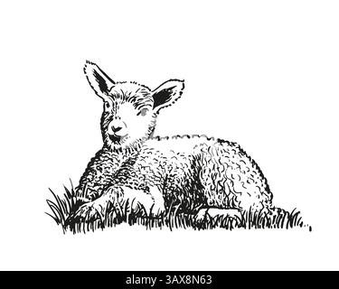 Illustrazione disegnata a mano dell'agnello sdraiato. Illustrazione Vettoriale
