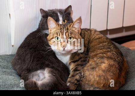 Due adorabili gatti sono comodamente adagiati uno accanto all'altro su una coperta accogliente, godendosi l'uno dell'altro in un ambiente caldo e tranquillo Foto Stock