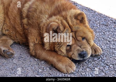Chow Chow Foto Stock