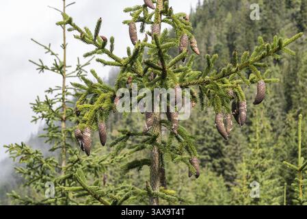 Coni di abete rosso sulla sommità dell'albero a livello degli occhi - primo piano Foto Stock