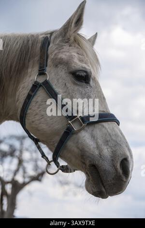 Testa di cavallo di un arabo con briglia - primo piano di cavallo grigio con briglia Foto Stock