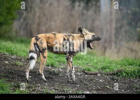 Il cane da caccia africano (Lycaon pictus) Foto Stock