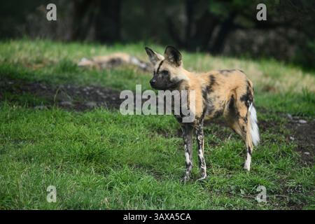 Il cane da caccia africano (Lycaon pictus) Foto Stock