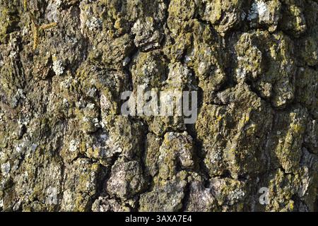 Corteccia crepata di un vecchio albero di betulla Foto Stock