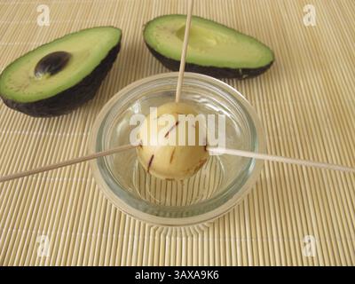 Coltivare un albero di avocado da un pozzo di avocado Foto Stock