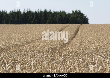 I cingoli del trattore attraversano il mezzo di un campo di grano maturo, Austria, Europa Foto Stock