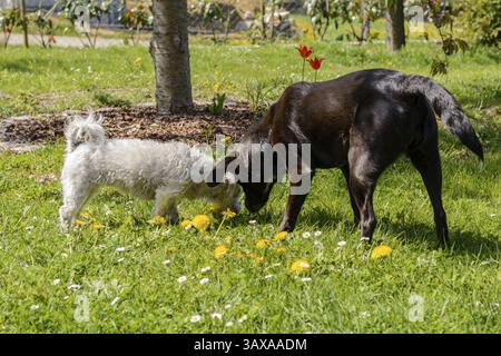 Due cani in un giardino: Bianco Havanese e nero Labrador mix Foto Stock