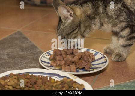 Tabby gatto domestico mangia cibo umido, Austria, Europa Foto Stock