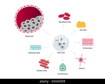 Processo di produzione di cellule staminali, dal blastocyst agli enterociti condrociti cardiaci e altre cellule biologia cellulare rigenerativa medicina riparazione tissutale Illustrazione Vettoriale