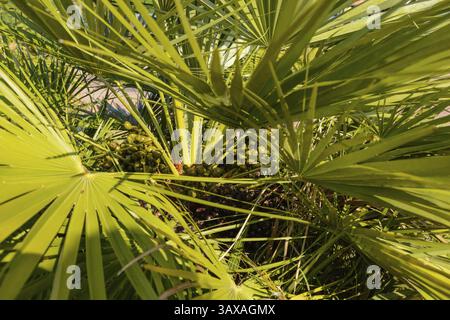 Palma da dattero - primo piano di una palma con frutta nella corona Foto Stock