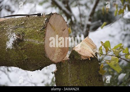 Abete appena tagliato in inverno - albero abbattuto, primo piano Foto Stock