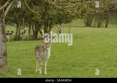 Cervi e diversi caprioli su un prato verde lussureggiante Foto Stock