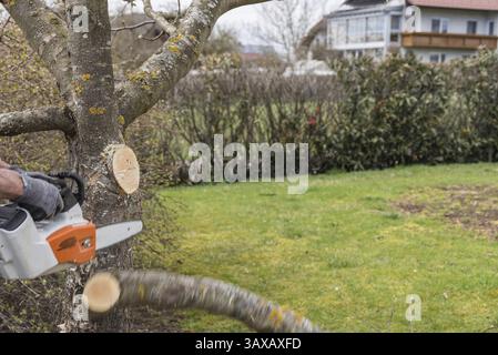 Potatura dell'albero da frutto per giardinieri con motosega - potatura ravvicinata degli alberi Foto Stock