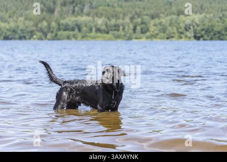Il cane nero si trova in mezzo al lago e guarda curiosamente Foto Stock