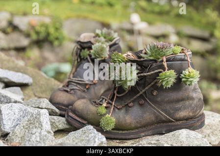 Vecchi scarponi da trekking piantati decorativamente con succulente - upcycling Foto Stock