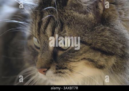Un gatto domestico da tabby attento - primo piano Foto Stock