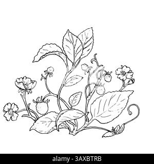 Cespugli di fragole con fiori e foglie, schizzi in bianco e nero. Illustrazione vettoriale. Bacche mature su cespugli di fragole in fiore, isolate su una Illustrazione Vettoriale