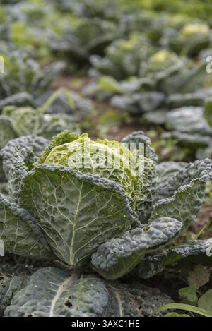Cavolo coltivato al momento del raccolto in agricoltura - cavolo sabaudo Foto Stock