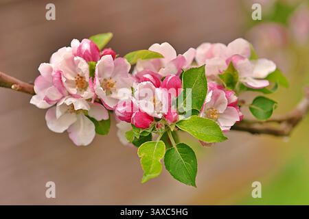 Primo piano della fioritura dei meli dopo la pioggia Foto Stock