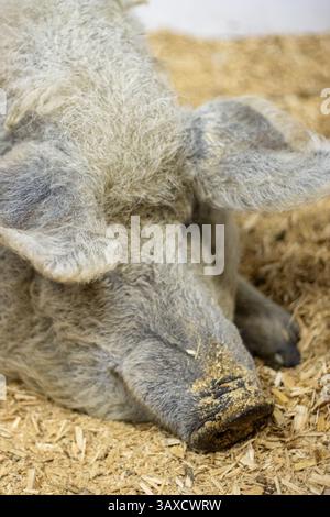 Primo piano di un maiale adulto grigio riposante con biancheria da letto in trucioli di legno sul muso. Foto Stock