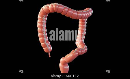 Rendering 3D del colon umano o dell'intestino crasso. una chiara vista anatomica della struttura del colon e del suo orientamento generale. Foto Stock