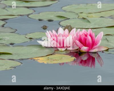 Fiori di ninfeo rosa nello stagno decorativo del giardino. Pianta acquatica ornamentale delle ninfee nel parco pubblico di Siviglia, Spagna. Due ninfee e le Foto Stock