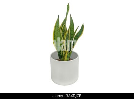 Sansevieria trifasciata casalinga nel vaso di plastica cilindrica bianca isolata su fondo bianco. Pianta ornamentale Dracaena trifasciata. N. serie Foto Stock