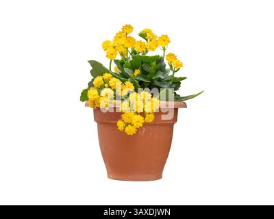 Kalanchoe blossfeldiana pianta succulenta con doppi fiori gialli nel vaso di terracotta isolato su sfondo bianco. Incendiare Katy popolare Hous Foto Stock