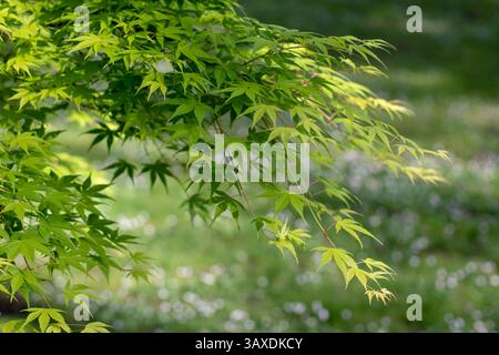 Foglie d'acero giapponese. Rami d'acero giapponese lisci sullo sfondo bianco sfocato dei fiori a margherita. Acer palmatum ornamentale pianta decorativa. P Foto Stock