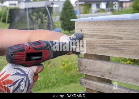 Artigiana che si avvita su una spranga di legno con trapano a batteria - primo piano di falegname Foto Stock