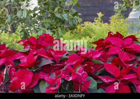 La Poinsettia piante in un letto grande Foto Stock