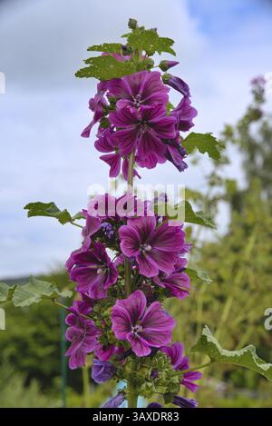 Malva dai colori vivaci, fiore selvatico e pianta medicinale, primo piano Foto Stock