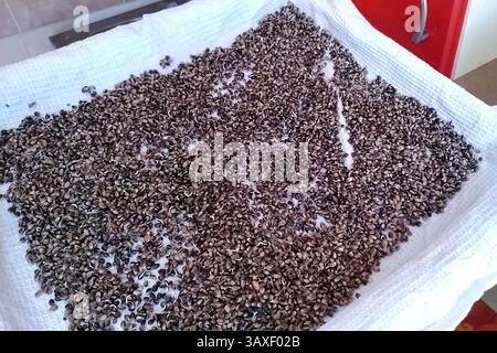 Semi di canapa germogliati. semi di cannabis su un asciugamano Foto Stock