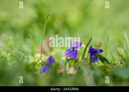 Viola profumata, Viola odorata L. , fiori primaverili blu e viola scuro su uno sfondo di erba con gocce di pioggia sui petali. Foto Stock