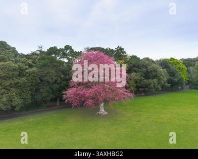 Una foto media cattura un albero impressionante con fiori rosa luminosi in un campo verde lussureggiante, delimitato da alberi verdi più scuri sullo sfondo Foto Stock