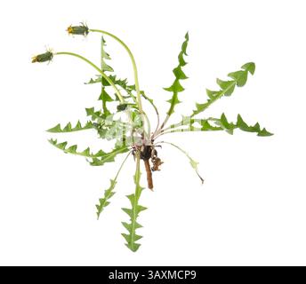 Pianta di dente di leone con gemme e foglie isolate su bianco Foto Stock