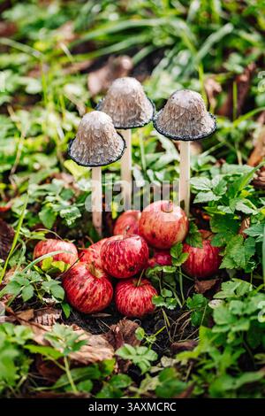 I funghi parrucca dell'avvocato crescono vicino alle mele rosse sull'erba verde Foto Stock