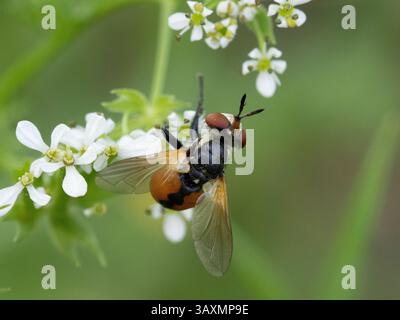 L'immagine mostra un primo piano di una mosca di Scathophaga seduta su piccoli fiori bianchi. La mosca ha colori arancio e nero, occhi grandi e trasparente vincono Foto Stock