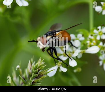 L'immagine mostra un primo piano di una mosca di Scathophaga seduta su piccoli fiori bianchi. La mosca ha colori arancio e nero, occhi grandi e trasparente vincono Foto Stock