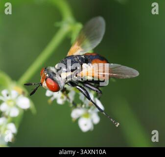 L'immagine mostra un primo piano di una mosca di Scathophaga seduta su piccoli fiori bianchi. La mosca ha colori arancio e nero, occhi grandi e trasparente vincono Foto Stock