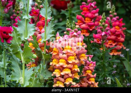 Draghi dentici colorati (Antirrhinum majus) all'Atlanta Botanical Garden di Midtown Atlanta, Georgia. (USA) Foto Stock