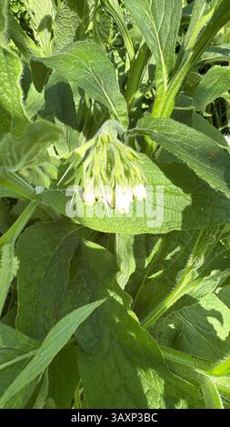 WHITE DEAD NETTLE Lamium album, foto: Tony Gale Foto Stock