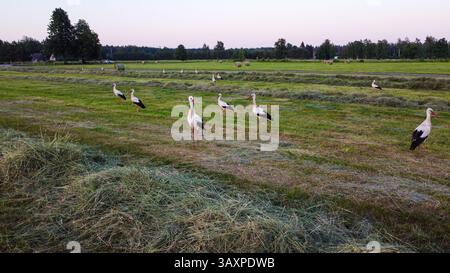 Gruppo di cicogne bianche che si arruolano in un tranquillo prato falciato al tramonto Foto Stock