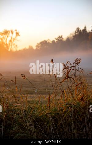 L'erba dorata sembra inchinarsi ai primi raggi del sole. Forte nebbia che permane sul campo. Immagine verticale Foto Stock