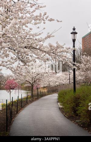 I delicati fiori di ciliegio creano un pittoresco percorso nel Branch Brook Park, Newark. La giornata nuvolosa aggiunge un'atmosfera serena al paesaggio colorato Foto Stock