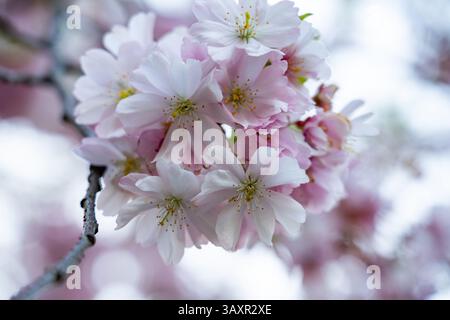 Delicati fiori di ciliegio in varie sfumature di rosa scoppiano sui rami, segnalando l'arrivo della primavera in un tranquillo giardino pieno di S. Foto Stock