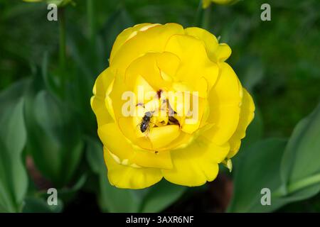 Tulipano giallo ibrido Tulipa Akebono Darwin con bordi rossi sui petali in fiore ad aprile giardino che cresce in vaso Carmarthenshire Galles Regno Unito 2025 KATHY DEWITT Foto Stock